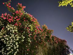 -丹东路渡口(轮渡站)