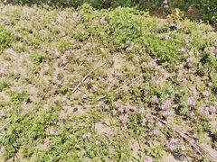 -长沙黑麋峰国家森林公园