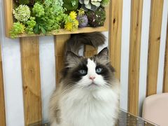 -青奢宠物·青奢猫舍