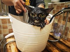-汪小喵宠物·戴维斯乐芳希施宠馨宝皮毛调理洗护店