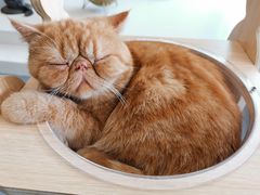 -飞行喵MR PILOT|猫舍·猫咖(静安大融城店)