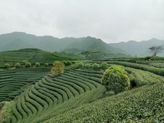 -龙坞茶村
