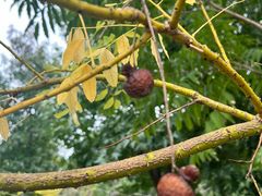 -上海佘山国家森林公园天马山园