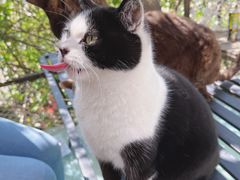 -喵屿·大理花园猫咖