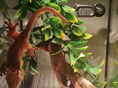 -酷以爬仙阁实体爬宠店·守宫·蜥蜴·专业繁育