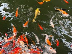 -南宫五洲植物乐园