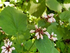 -白草畔自然风景区