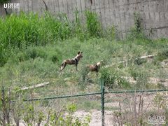 -新疆天山野生动物园