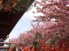 -西安青龙寺遗址景区