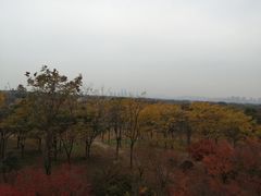 -贡湖湾湿地公园