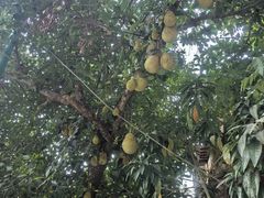 -西双版纳傣族园