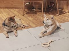 -柴务处·柴犬主题狗咖