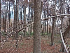 -小芝红树林