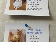 -唐小姐の私宠·宠物洗护美容·撸猫馆·购宠(周浦万达旗舰店)