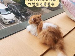 -CAT’S MEWSTAR CAFE·喵星球猫屋(晴湾咖啡店)