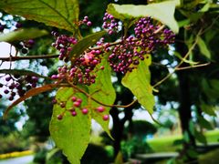 -铁山坪森林公园