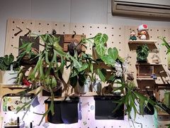 -Rabbit Cafe私房西餐甜点咖啡(栖霞路店)