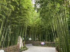 -陈家山荷花公园