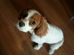 -多卡布奇宠物生活馆(上林世家店)