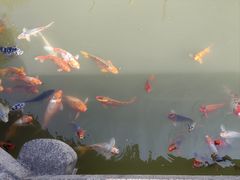 -檀园