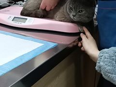 -瑞派名望24h动物医院异宠专科·猫专科·骨科·重症监护分院