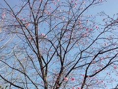 -崇圣寺三塔文化旅游区