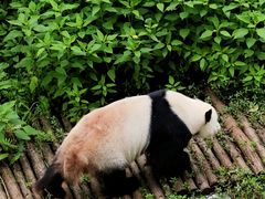 -黔灵山公园