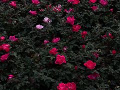 -人民公园(罗湖区)