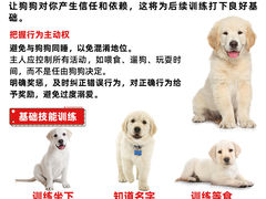 -宠爱多约克夏马尔济斯泰迪小型犬专卖