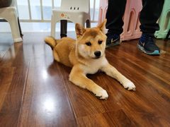 -柯斗斗主题餐厅·狗咖·围炉煮茶·茶饮(国瑞升平里店)