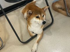 -共舞时光猫咖·狗咖(新街口店)