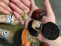 -红树林天天赶海