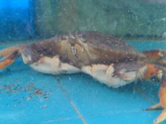 珍宝蟹-新庆嫂渔港