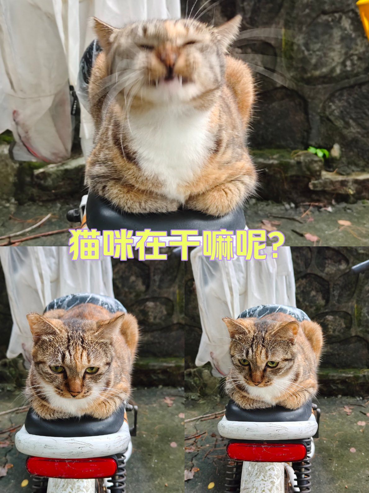 猫咪在干嘛呢?