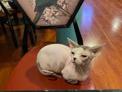 -猫小院猫主题咖啡厅(北锣店)