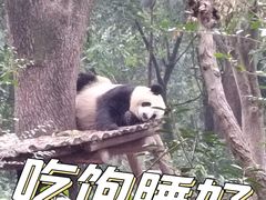 -成都蓝城悦杏温泉美食酒店(宽窄巷子店)