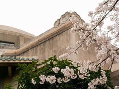 -武汉大学-樱园