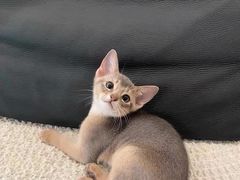 -猫十亿·布偶金渐层·曼基康矮脚猫舍(青年路店)