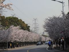 -高东镇樱花园