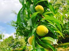 -秀丽东方