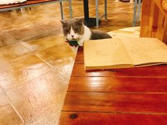 -共舞时光猫咖·狗咖(新街口店)