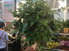 -双季花艺园艺市场(浦东店)