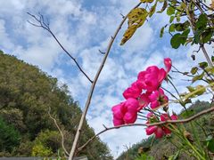 -牛背梁国家森林公园