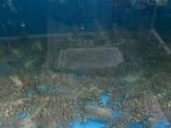 -小贝壳精致餐厅