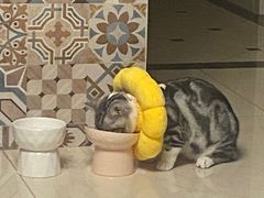 -天使宠物医院·犬猫分诊(彩虹店)