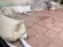-海合安武汉极地海洋公园