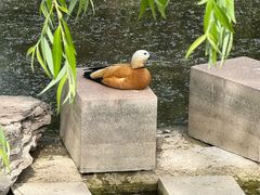-大青山野生动物园
