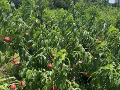 -南汇新场正宗水蜜桃采摘