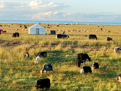 -祁连山草原