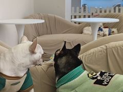 -怪兽屋·羊驼·猫咖·狗咖(俊华广场店)